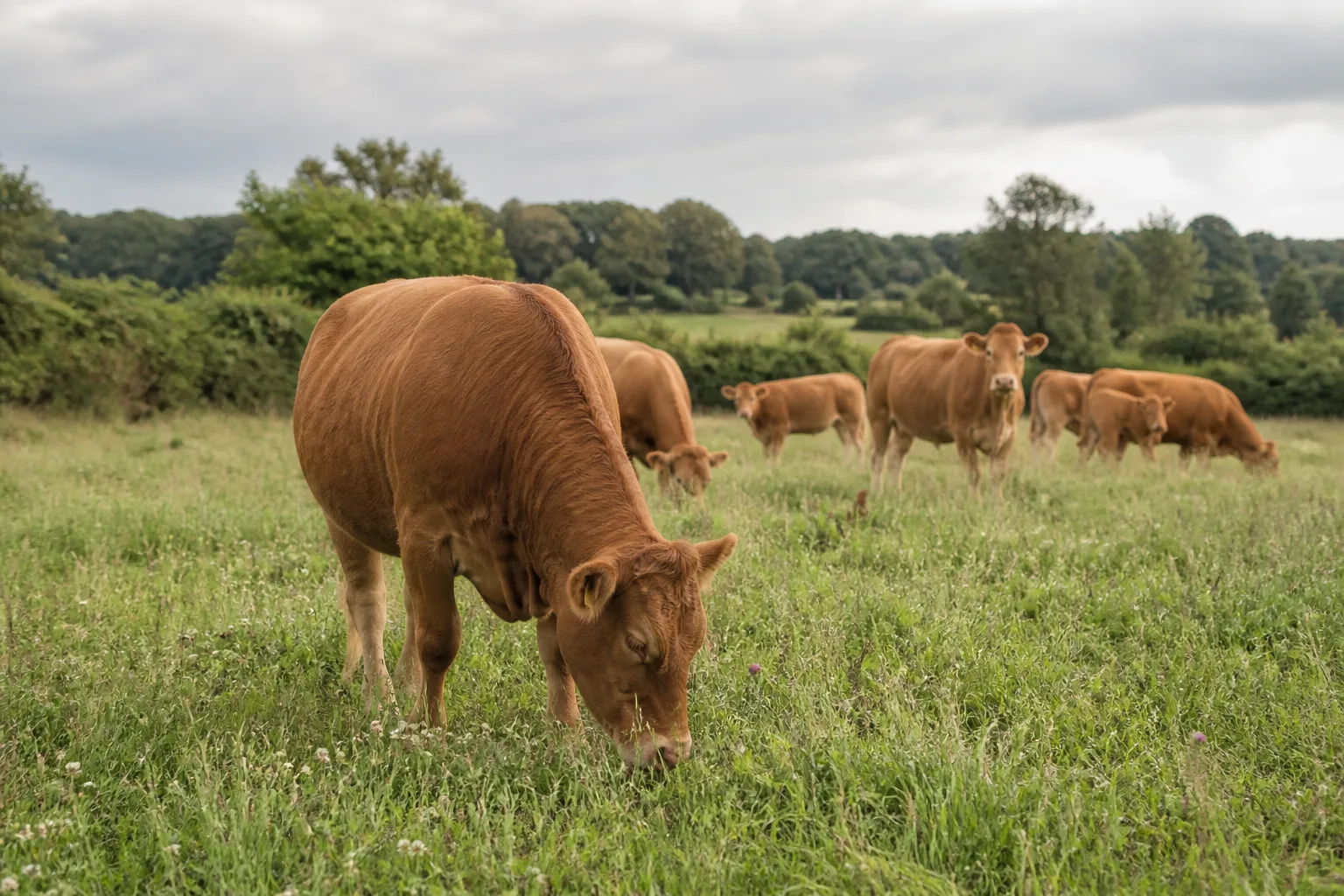 Braune Rinder grasen ruhig in einer artenreichen Wiesenlandschaft